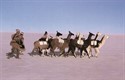 Llamas in the Uyuni Saltflats