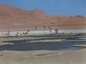 Flamingos in the Eduardo Abaroa Reserve
