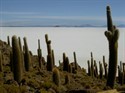 Cactus nella Isla Incahuasi