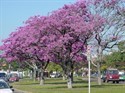 Tajibo tree in a street in Santa Cruz