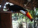 Tucan in the zoo