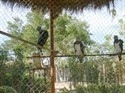Eagles in the zoo
