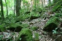 Helechos gigantes sobre piedras