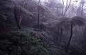 Bosque de helechos gigantes