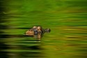 caiman-madidi_park