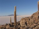Gigantische Kakteen in der Salzwüste von Uyuni