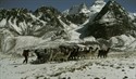 Trekking avec des lamas
