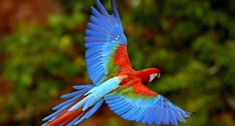 Guacamaya bird in Madidi National Park