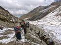 Llamas in the llama trek