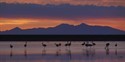 Flamingos at sunset
