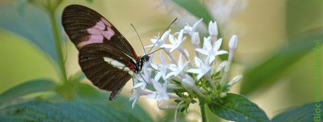 Mariposa