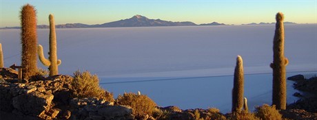 Cactus y Salar
