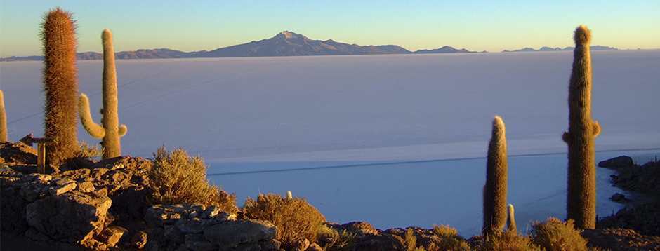 Cactus y Salar