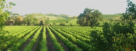 Tarija