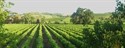 Ruta del vino